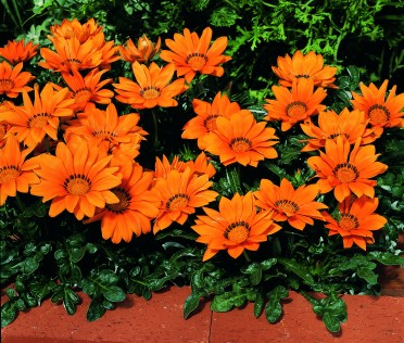 Gazania 'Kiss Orange'