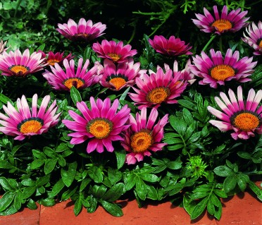 Gazania 'Kiss Rose'