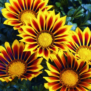 Gazania 'Kiss Yellow Flame'