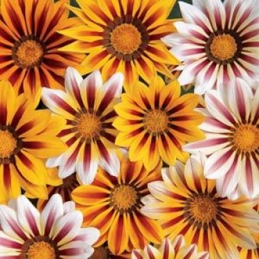 Gazania 'Tiger Mix'