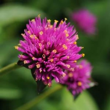 Gomphrena 'Fireworks'