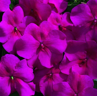 Impatiens 'Accent Burgundy'