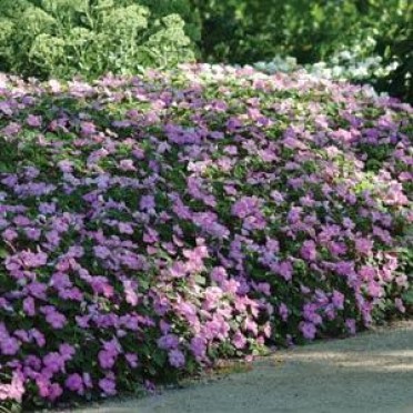 Impatiens 'Dazzler Blue Pearl'