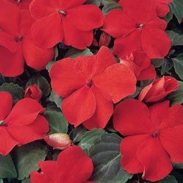 Impatiens 'Dazzler Deep Orange'