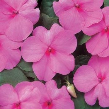 Impatiens 'Dazzler Deep Pink'