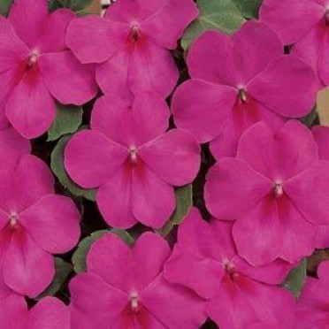 Impatiens 'Dazzler Lilac Splash'