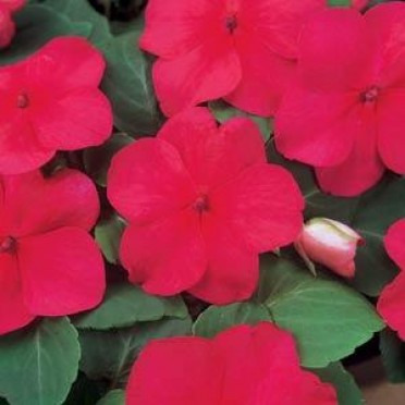 Impatiens 'Dazzler Punch'