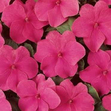 Impatiens 'Dazzler Rose'