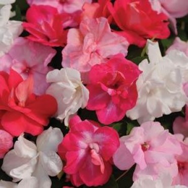 Impatiens 'Fanciful Sweetheart Mix'