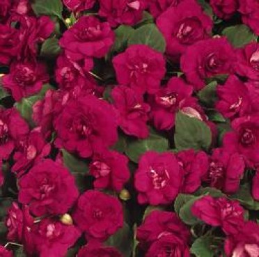 Impatiens 'Fiesta Dbl Burgundy Rose'
