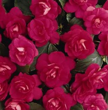 Impatiens 'Fiesta Dbl Rose'