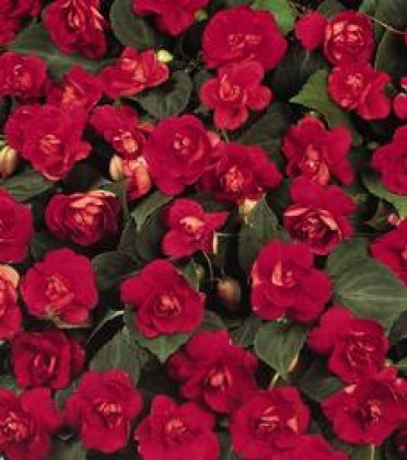 Impatiens 'Fiesta Dbl Salsa Red'