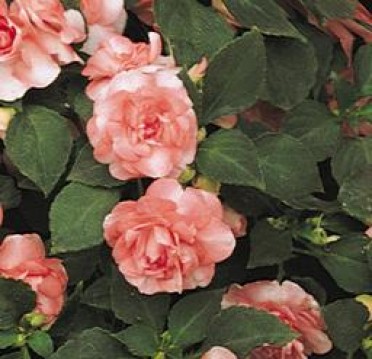 Impatiens 'Fiesta Dbl Sparkler Salmon'