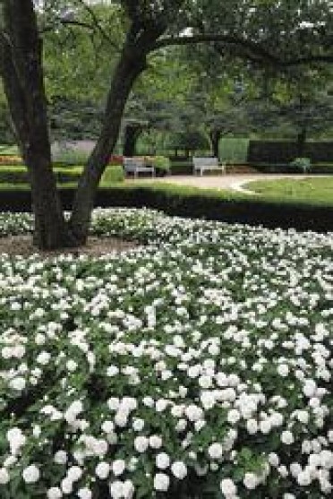 Impatiens 'Fiesta Dbl White'