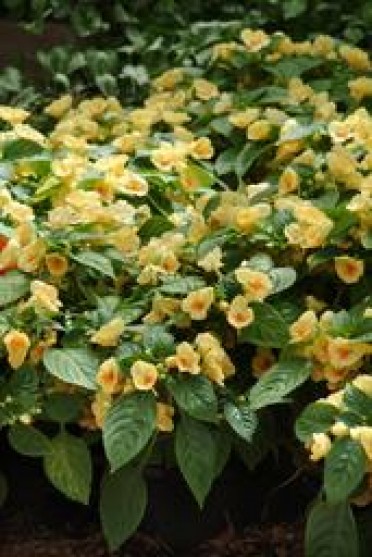 Impatiens 'Fusion Glow Yellow'