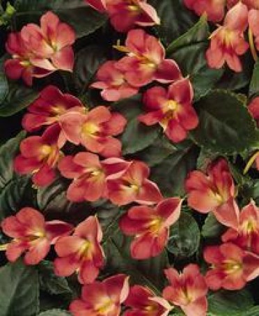 Impatiens 'Fusion Heat Red'