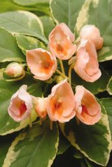 Impatiens 'Fusion Peach Frost'