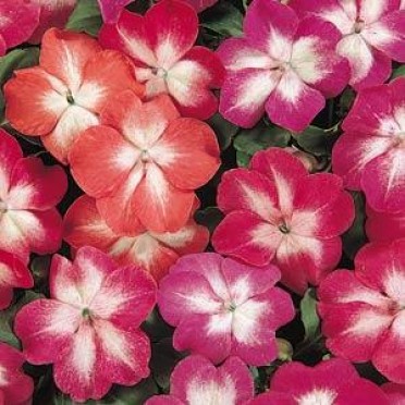 Impatiens 'Stardust Mix'