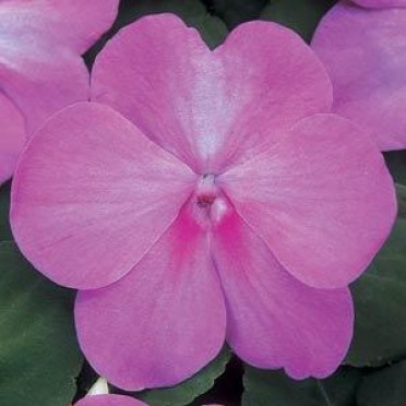 Impatiens 'Super Elfin Blush'