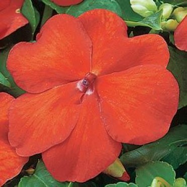 Impatiens 'Super Elfin Bright Orange'