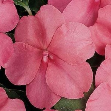 Impatiens 'Super Elfin Coral'