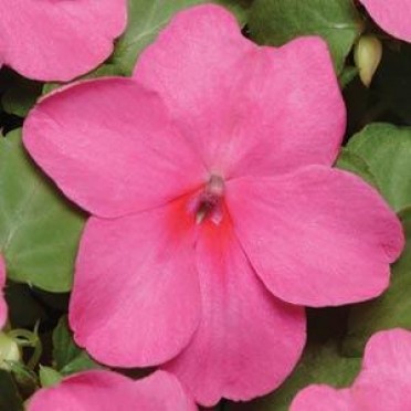 Impatiens 'Super Elfin Deep Pink'