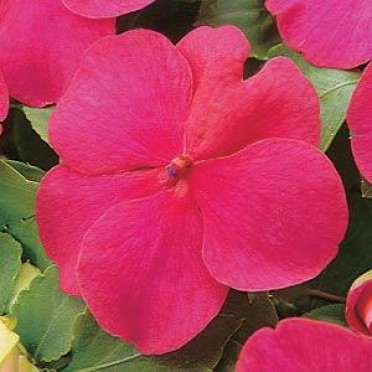 Impatiens 'Super Elfin Lipstick'