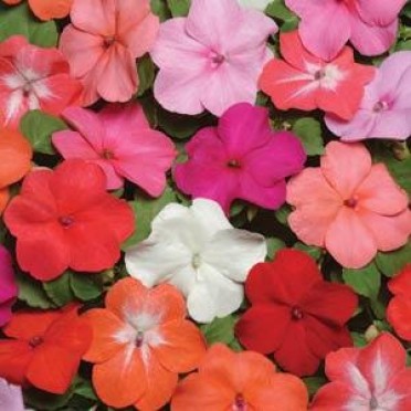 Impatiens 'Super Elfin Mix'