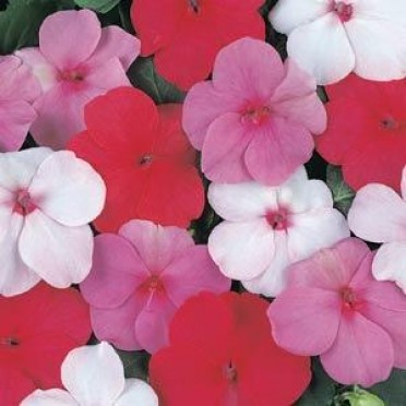 Impatiens 'Super Elfin Parfait Mix'