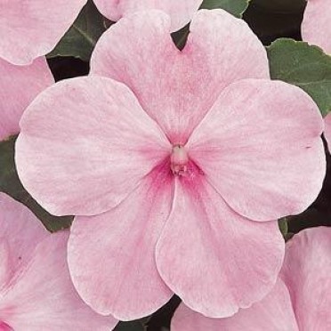 Impatiens 'Super Elfin Pink'