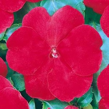 Impatiens 'Super Elfin Red'