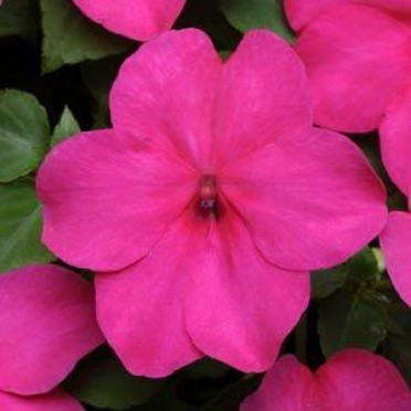 Impatiens 'Super Elfin Rose'