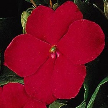 Impatiens 'Super Elfin Ruby'