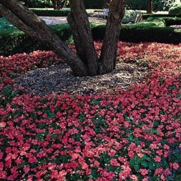 Impatiens 'Super Elfin Salmon'