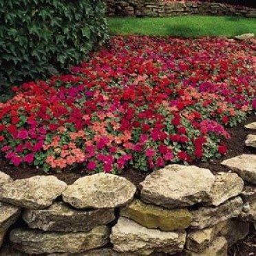 Impatiens 'Super Elfin Samba Mix'