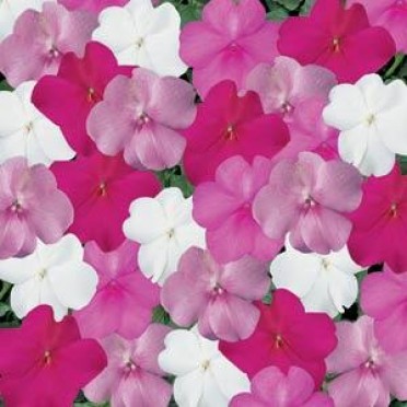 Impatiens 'Super Elfin Seaside Mix'