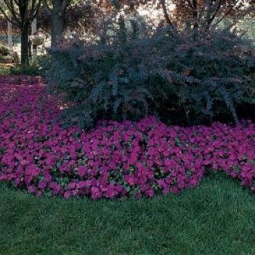 Impatiens 'Super Elfin Violet'