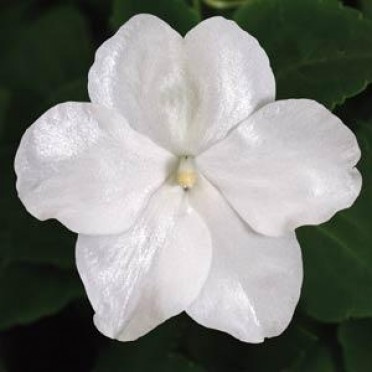 Impatiens 'Super Elfin White'