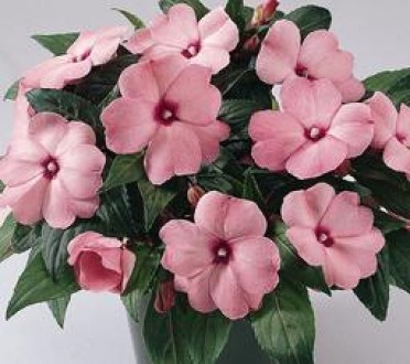 Impatiens New Guinea 'Celebrette Apple Blossom'