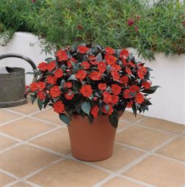 Impatiens New Guinea 'Celebrette Bonfire Orange'