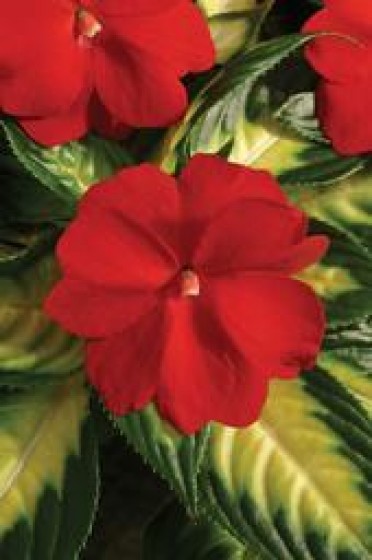 Impatiens New Guinea 'Celebrette Deep Red'