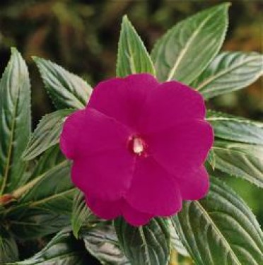 Impatiens New Guinea 'Celebrette Grape Crush'