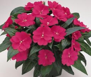 Impatiens New Guinea 'Celebrette Hot Pink'