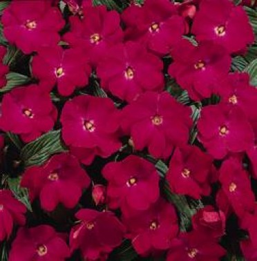 Impatiens New Guinea 'Celebrette Hot Rose'