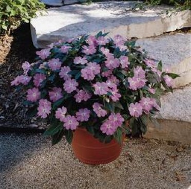 Impatiens New Guinea 'Celebrette Lavender''