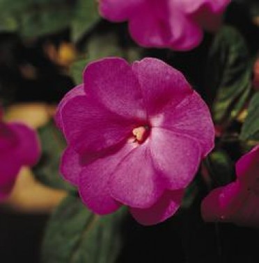 Impatiens New Guinea 'Celebrette Orchid''