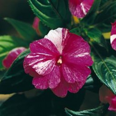 Impatiens New Guinea 'Celebrette Purple Stripe''