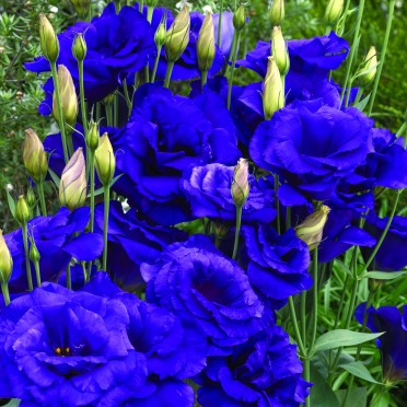 Lisianthus 'Cinderella Blue'