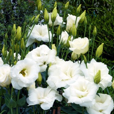 Lisianthus 'Cinderella Ivory'