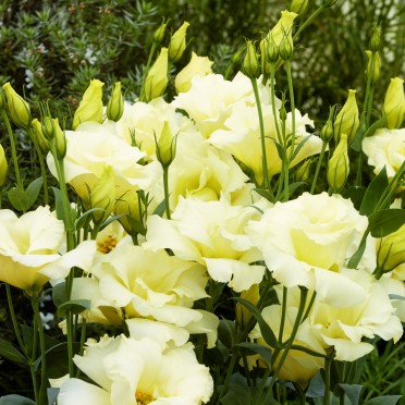 Lisianthus 'Cinderella Yellow'